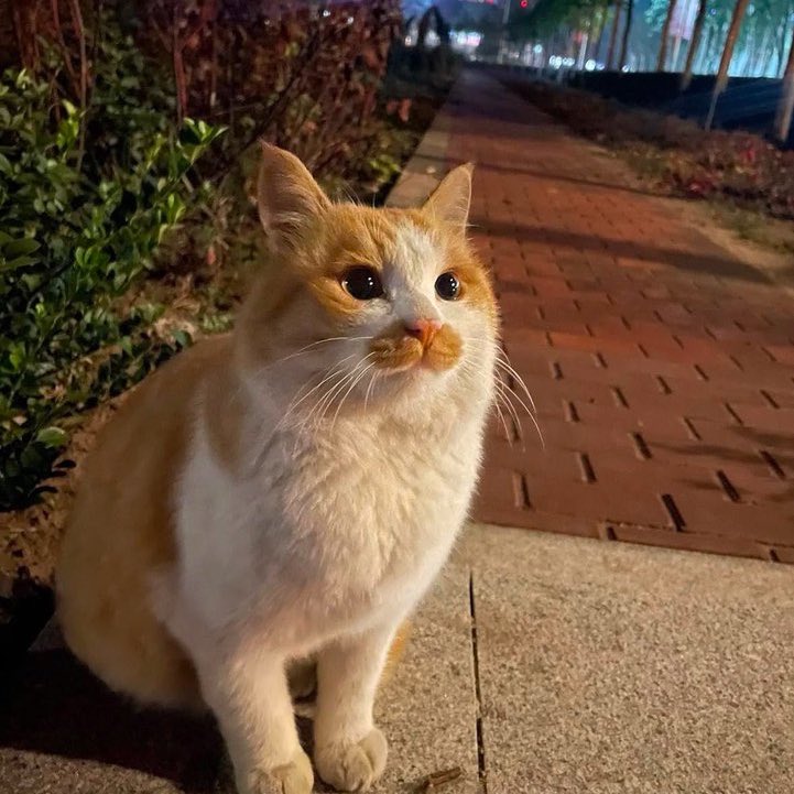 نزلوا صور قطط تبنيتوها من الشارع 🧡