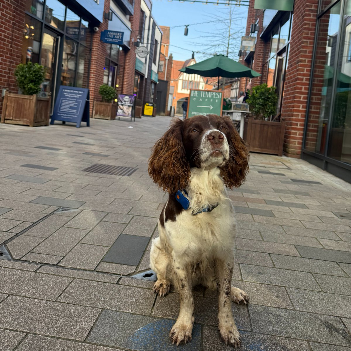 It's Love Your Pet Day and we are loving these two cuties 🐾❤️

We'd love to see more of your pet pals on their walkies in Bell Court, so make sure to tag us!