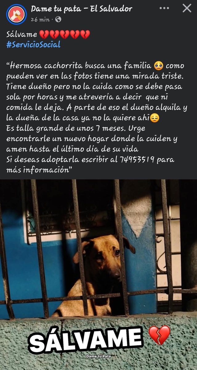 Peludos sv tweet media