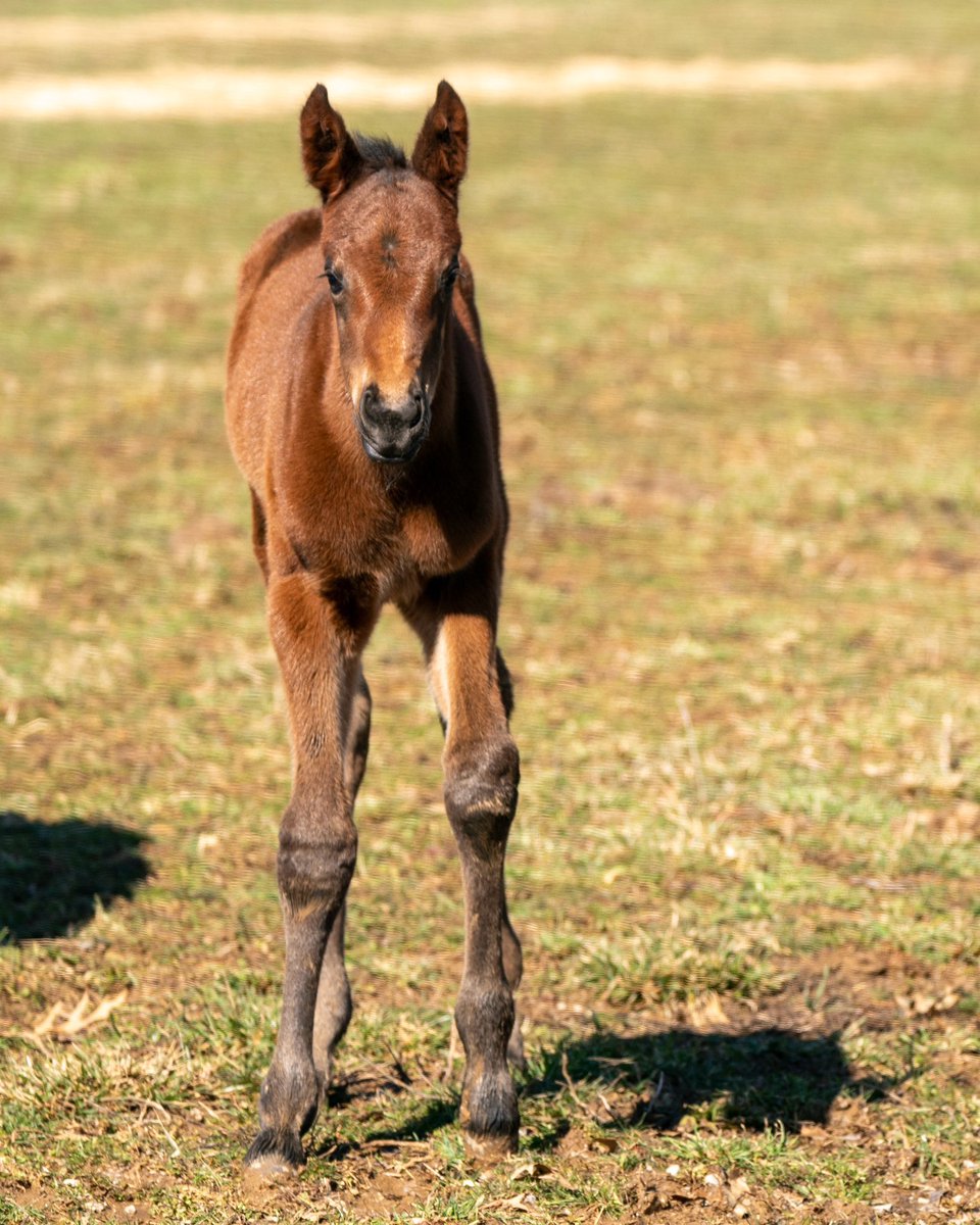 e Five Racing Thoroughbreds tweet media