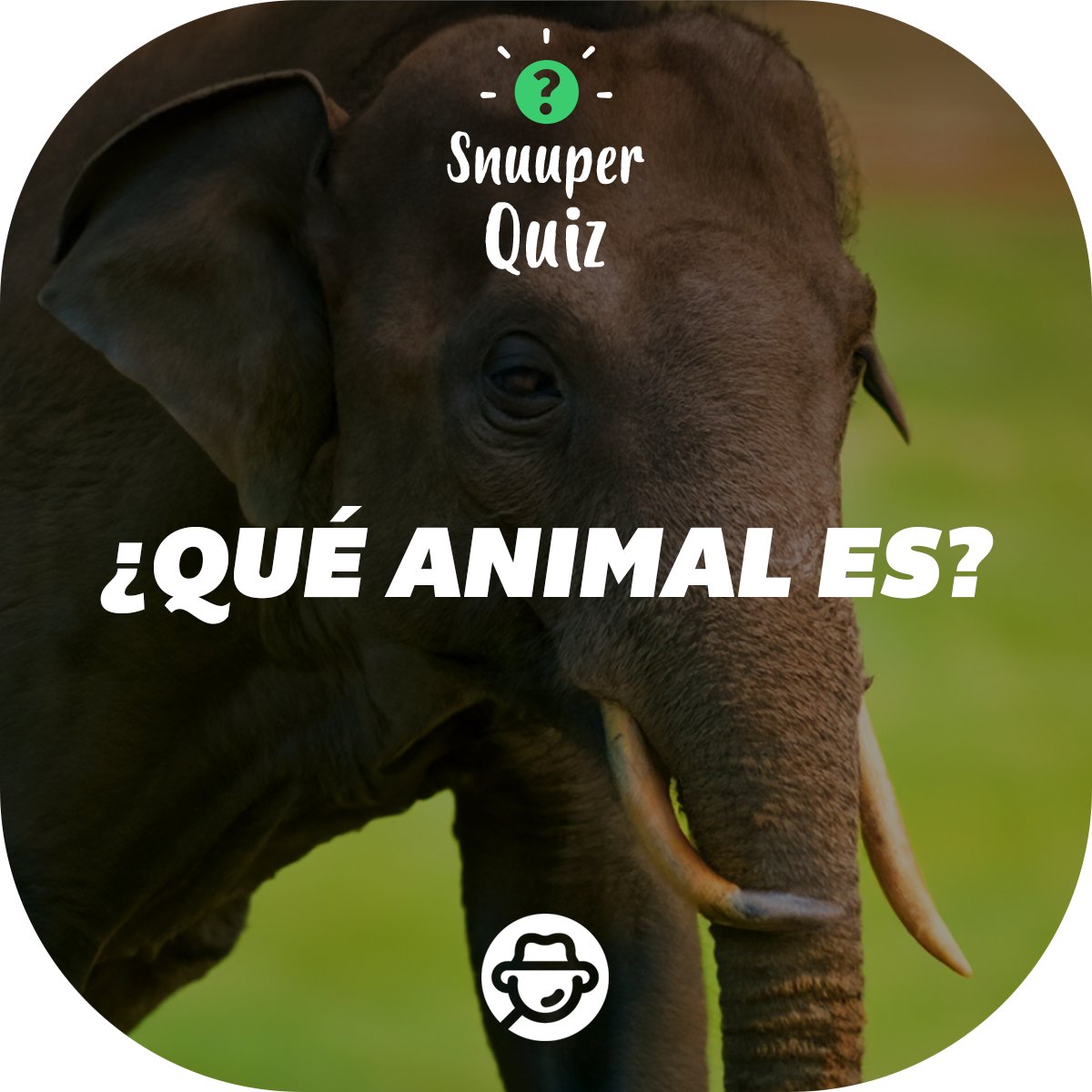 ¿Eres un apasionado de los animales? 🐾✨

🔎Identifica los nombres de las criaturas más fascinantes de la naturaleza y demuestra que eres un verdadero experto. ¡Acepta el reto y descubre si puedes adivinarlos todos!

#Snuuper #SnuuperQuiz #Animales