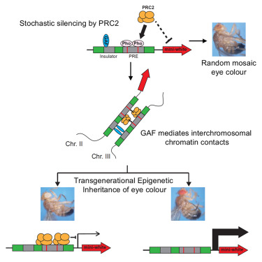 Interchromosomal contacts between regulatory regions trigger stable transgenerational epigenetic inheritance in Drosophila dlvr.it/TJ5Nvb
