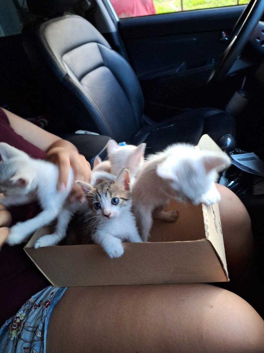 koalandeMichi's tweet photo. Gatitos en adopción RESPONSABLE hermosos y  juguetones.

 zona avelino martinez 0982758550

RT 👇🏻 https://t.co/aipA9hgMx2