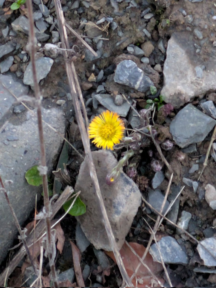 Olly Lynch Milner (@ol_lyncheco) on Twitter photo First Tussilago farfara (Colt's-Foot) of the season for me! Castletroy, Co. Limerick. <a href="/BSBI_Ireland/">BSBI Ireland</a> <a href="/BSBIbotany/">BSBI: Botanical Society of Britain & Ireland</a> <a href="/wildflower_hour/">wildflowerhour</a> First Tussilago farfara (Colt's-Foot) of the season for me! Castletroy, Co. Limerick. <a href="/BSBI_Ireland/">BSBI Ireland</a> <a href="/BSBIbotany/">BSBI: Botanical Society of Britain & Ireland</a> <a href="/wildflower_hour/">wildflowerhour</a>