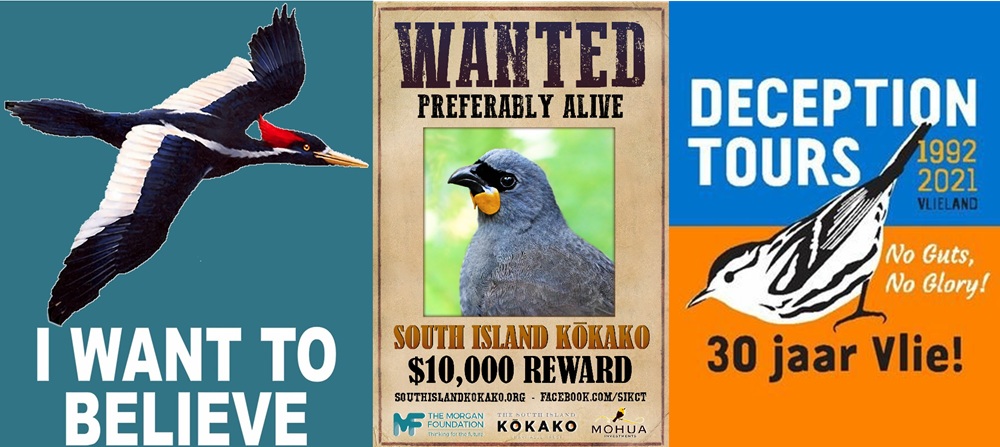 These species are extinct, but a small group of die hard birders believe they might still be out there despite decades of fruitless searching!
Hopefully their dreams don't turn into <a href="/Deceptiontours/">Leo</a> 
Ok, the B&amp;W Warbler is not extinct, but if you live in 🇳🇱 it sure feels like it!