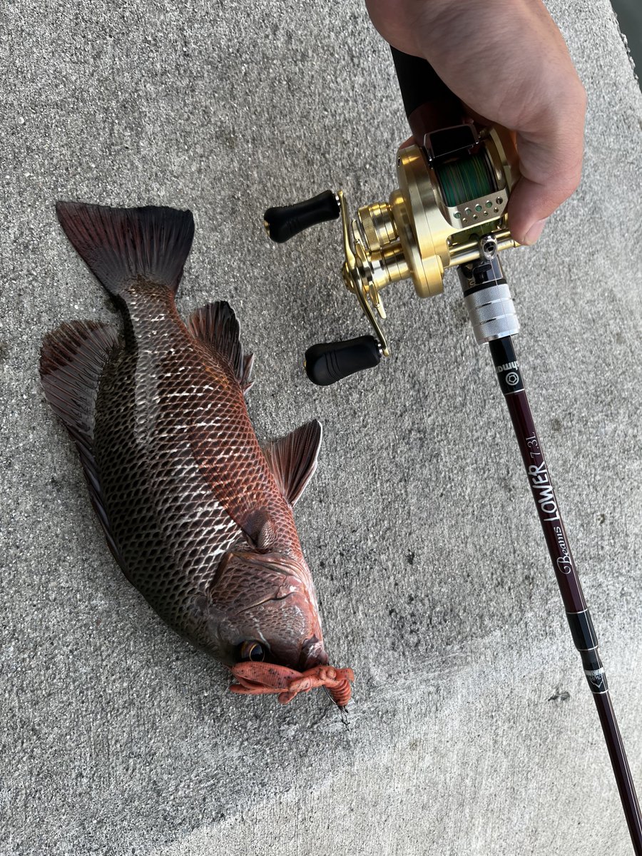 97fishingplanet's tweet photo. 南部河川でマングローブジャックとメッキ！！ https://t.co/Nm8r8qP6ZD