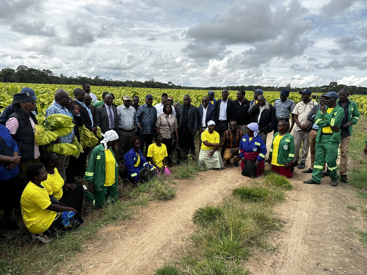 timb_zw's tweet photo. Parliamentary Portfolio Committee responsible for Agriculture, media and stakeholders tour of the Stow-Muhacha project, TIMB's village businéss unit, in Trelawney, Mashonaland West #today. TIMB is empowering rural communities to enhance sustainable livelihoods, rural development and economic growth in line with the Tobacco Value Chain Transformation Plan and the Agriculture, Food Systems and Rural Transformation Strategy. #tobacco #farming #Rural #Transformation #Empowerment #Sustainability #tips #afternoon #agriculture 
@ZBCNewsonline @NewsDayZimbabwe @DailyNewsZim @ZTNPrime @3KtvZim