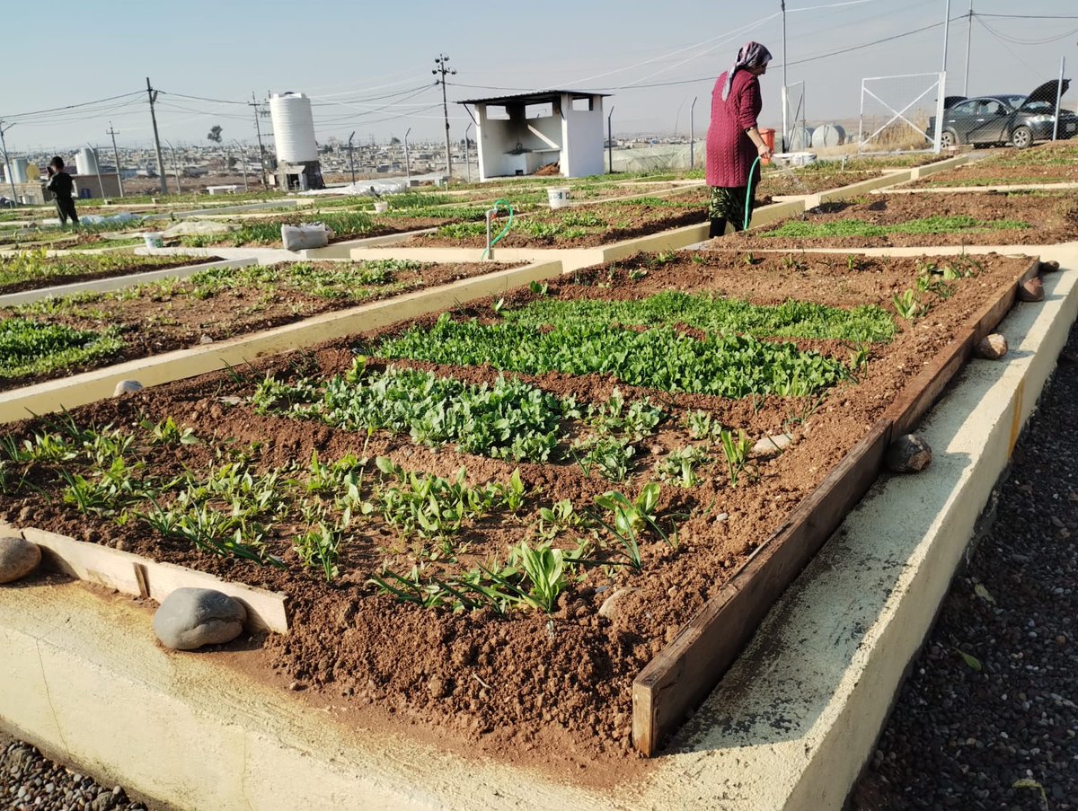 Look at the garden grow! 🌱✨

A few weeks ago, we planted the first seeds in Hêvî Community Garden (meaning hope in Kurdish), in Gawilan refugee camp. 

Now, the raised beds are flourishing with fresh vegetables and herbs! 🥬🧅🌿

#GrowingHope #WithRefugees