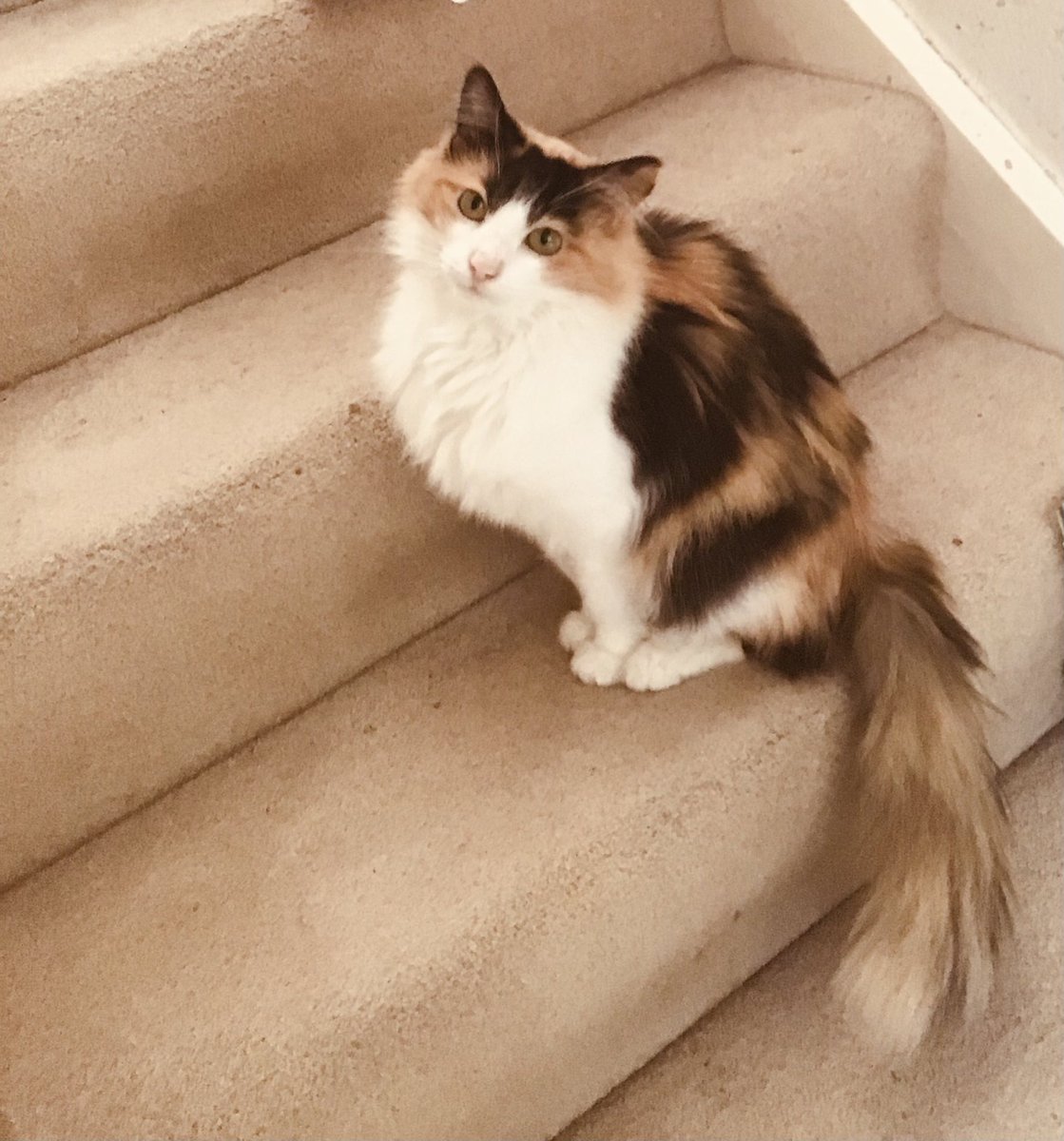 Half way up the stairs 
Is a stair where I sit 
🎶🎶🎼😹 
#catsoftwitter #cats