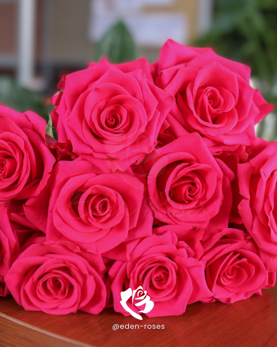 EdenRoses_Ec's tweet photo. 🌸 Celebrate Women’s Day with Vibrant Hot Pink Roses🌸

Our hot pink roses bloom with stunning elegance and a perfect opening.

📖 Order now and explore our varieties: https://t.co/YHf0UeA3wt

💌 Eden Roses: Honoring Women with Every Bloom
#WomensDay #HotPinkRoses #CelebrateHer https://t.co/UMufVkHJC3