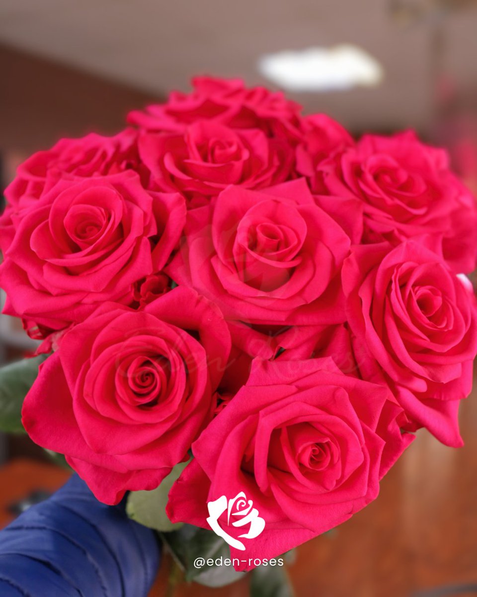 EdenRoses_Ec's tweet photo. 🌸 Celebrate Women’s Day with Vibrant Hot Pink Roses🌸

Our hot pink roses bloom with stunning elegance and a perfect opening.

📖 Order now and explore our varieties: https://t.co/YHf0UeA3wt

💌 Eden Roses: Honoring Women with Every Bloom
#WomensDay #HotPinkRoses #CelebrateHer https://t.co/UMufVkHJC3