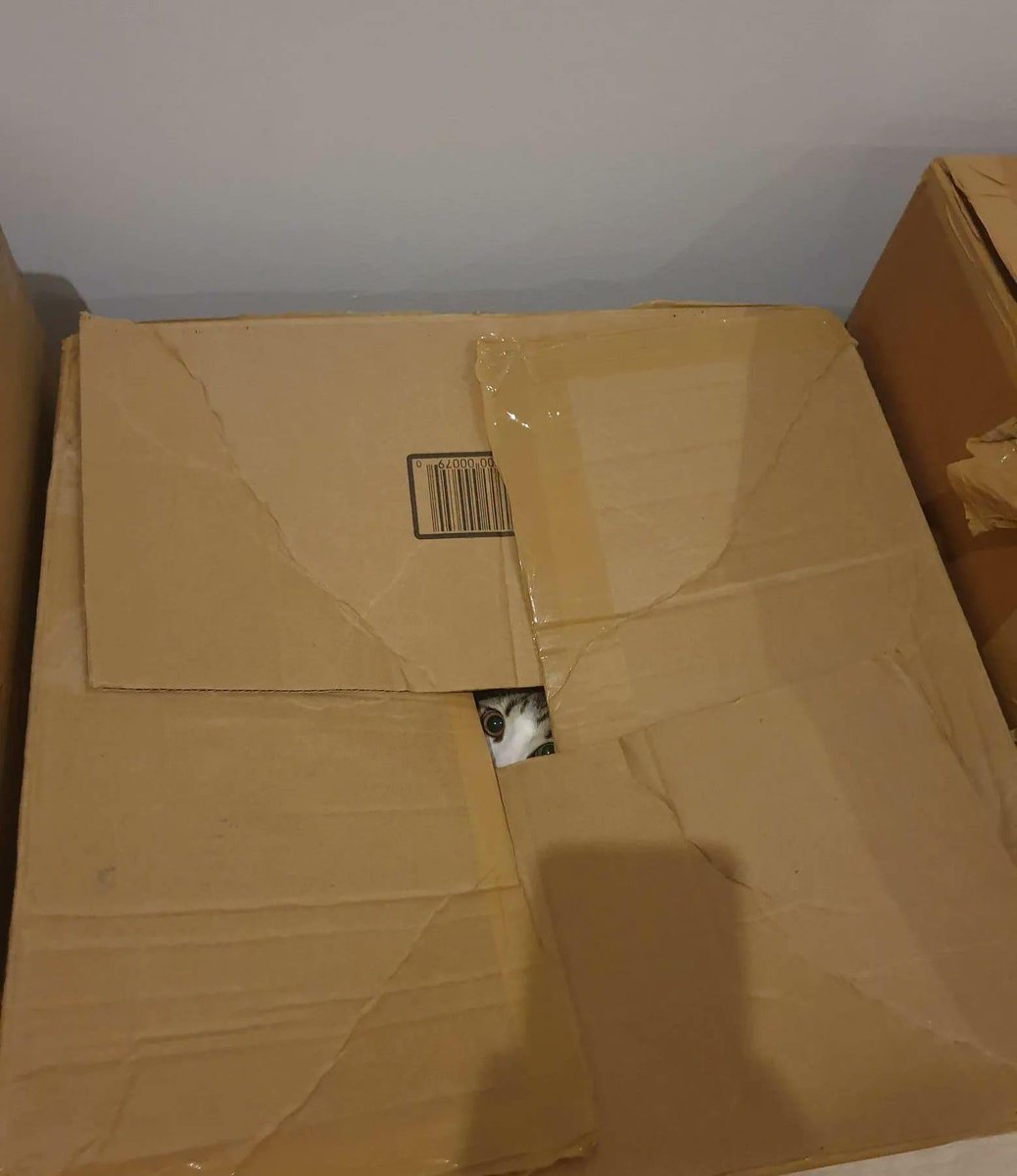 Thereisnocat_'s tweet image. 