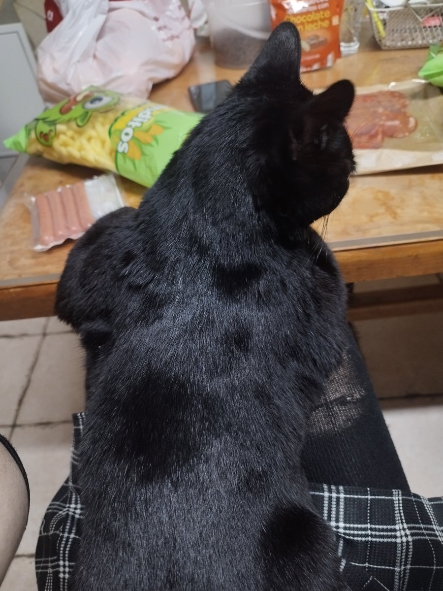 Hace unos días descubrí que mi gato es gymbro como el de <a href="/ardillakoalaoki/">☃️Oki Spooky Navideña🎄🎃🍁</a>