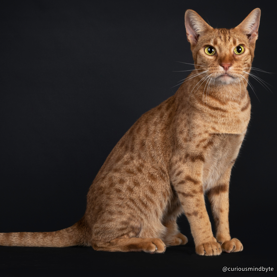 CuriousMindByte's tweet photo. Cat Spotlight: Ocicat - Despite their wild appearance, Ocicats are friendly, outgoing, and intelligent. They’re named after the ocelot but have no wild ancestry. #Ocicat #FriendlyCat https://t.co/kvdu4Hfc5C