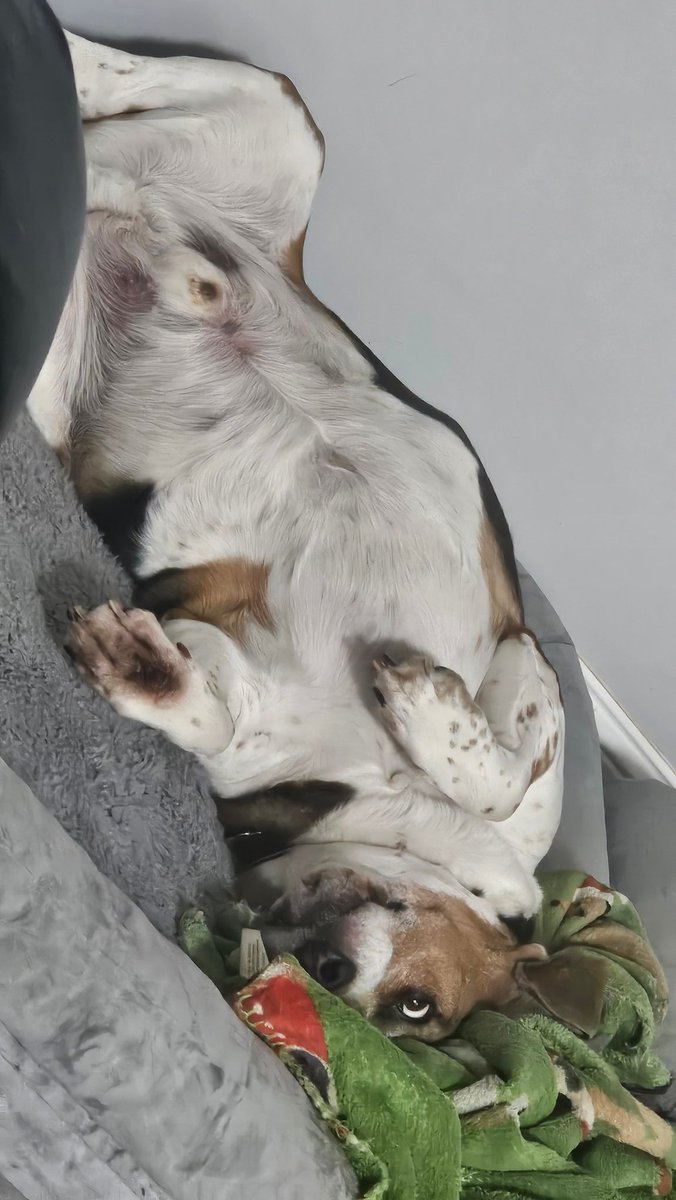 Here's proof! When it comes to food, I CAN &amp; WILL go into super stealth mode &amp; steal as much of it as I possibly can &amp; I WILL fit all of my yummy loot through my escape hatch (dog door)
AHH, I'm so stuffed right now😋 I had double pep, extra cheese! Need a nap to digest..Zzzzzz