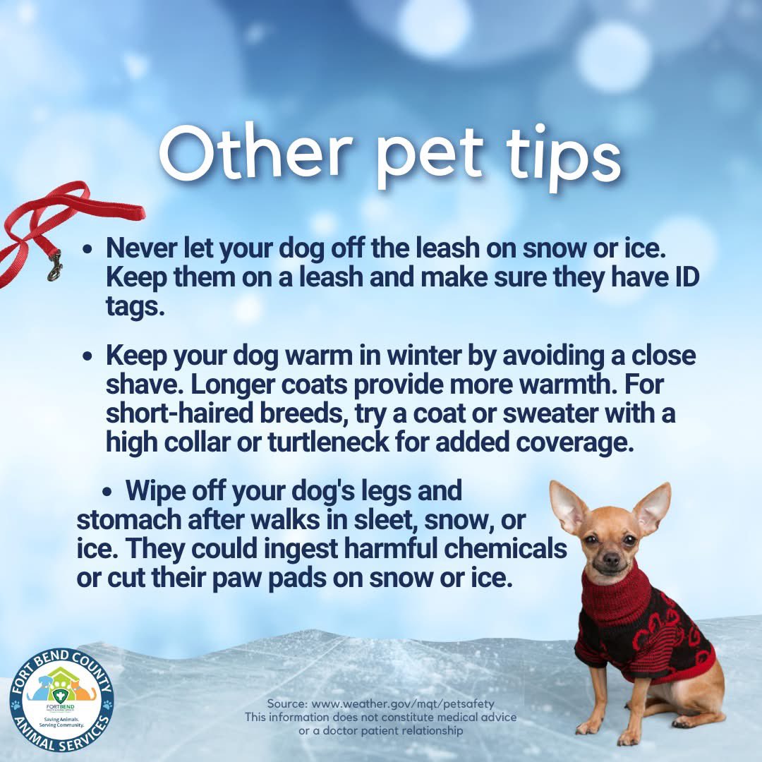 JudgeKPGeorge's tweet image. 🐾 Cold Weather Alert! ❄️ Don't forget—freezing temperatures put pets at risk too! Bring them inside and keep them warm. If it’s too cold for you, it’s too cold for them! #FortBendCounty #PetSafety #ColdWeatherAlert @fbcoem @FBCASTX