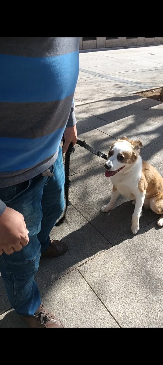 LadyPeregrinus's tweet photo. Hoy se ha visto a este desgraciado maltratar a su perro en plena calle, lo estaba ahorcando con la correa, y le estaba dando golpes. Ha sido en La Plaza del Altozano, sobre las 14:30 en #Albacete. Si alguien lo ve, por favor que lo grabe y denuncie.
#Perro #MaltratadordeAnimales https://t.co/e25renfVpj