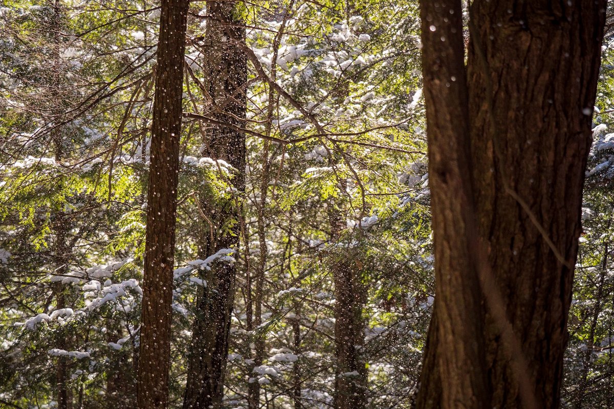 💚 The <a href="/FLLandTrust/">FingerLakesLandTrust</a> web store is open! Shop for shirts, hats, hoodies, and more. Show your spirit in new cuts and colors, and inspire others to save more lands and waters in our beautiful region!

🌞 Visit: fllt.org/get-your-land-…
🌲 Photo by Chris Ray