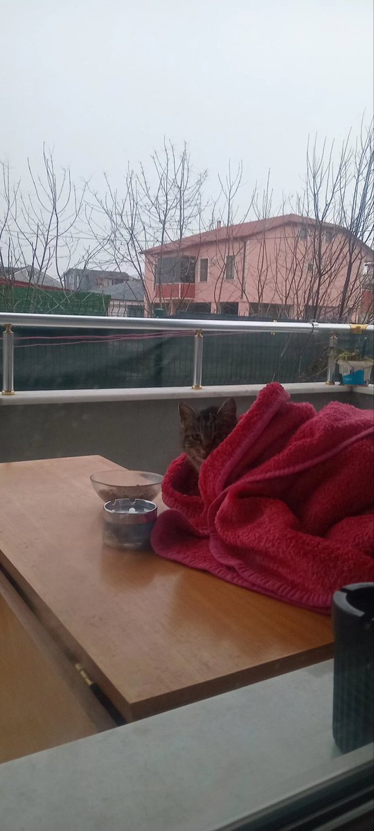 Minnoş hayatındaki ilk kışa hazır