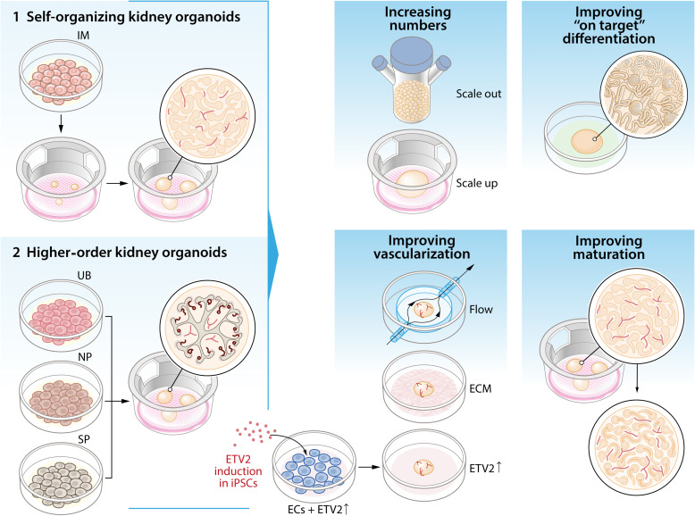 Kidney International (@kidney_int) on Twitter photo Challenges in maturation and integration of kidney organoids for stem cellābased renal replacement therapy
doi.org/10.1016/j.kintā¦
#KIMiniReview #OpenAccess #kidneyorganoids #transplantation <a href="/Inserm/">Inserm</a> <a href="/MCRI_for_kids/">Murdoch Children's Research Institute (MCRI)</a> <a href="/LUMC_Leiden/">LUMC Leiden</a> Challenges in maturation and integration of kidney organoids for stem cellābased renal replacement therapy
doi.org/10.1016/j.kintā¦
#KIMiniReview #OpenAccess #kidneyorganoids #transplantation <a href="/Inserm/">Inserm</a> <a href="/MCRI_for_kids/">Murdoch Children's Research Institute (MCRI)</a> <a href="/LUMC_Leiden/">LUMC Leiden</a>