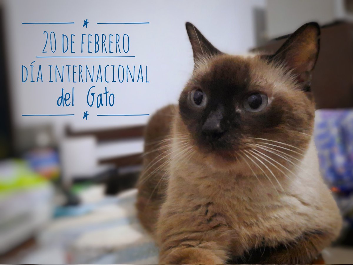 Yobani Quintero M.V. 🐱🐶 tweet media