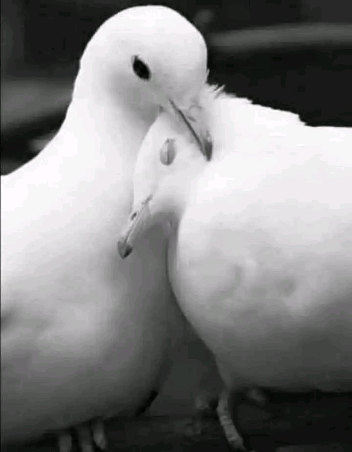 العلاقات لا يبقيها الحب ما يبقيها هو الأمان وعدم الخوف من الغدر وتقلب الرأي فحيثما كان الأمان وجد الاستقرار والاطمئنان الله يسعد قلبك وخميسكم مبارك  🌹♥