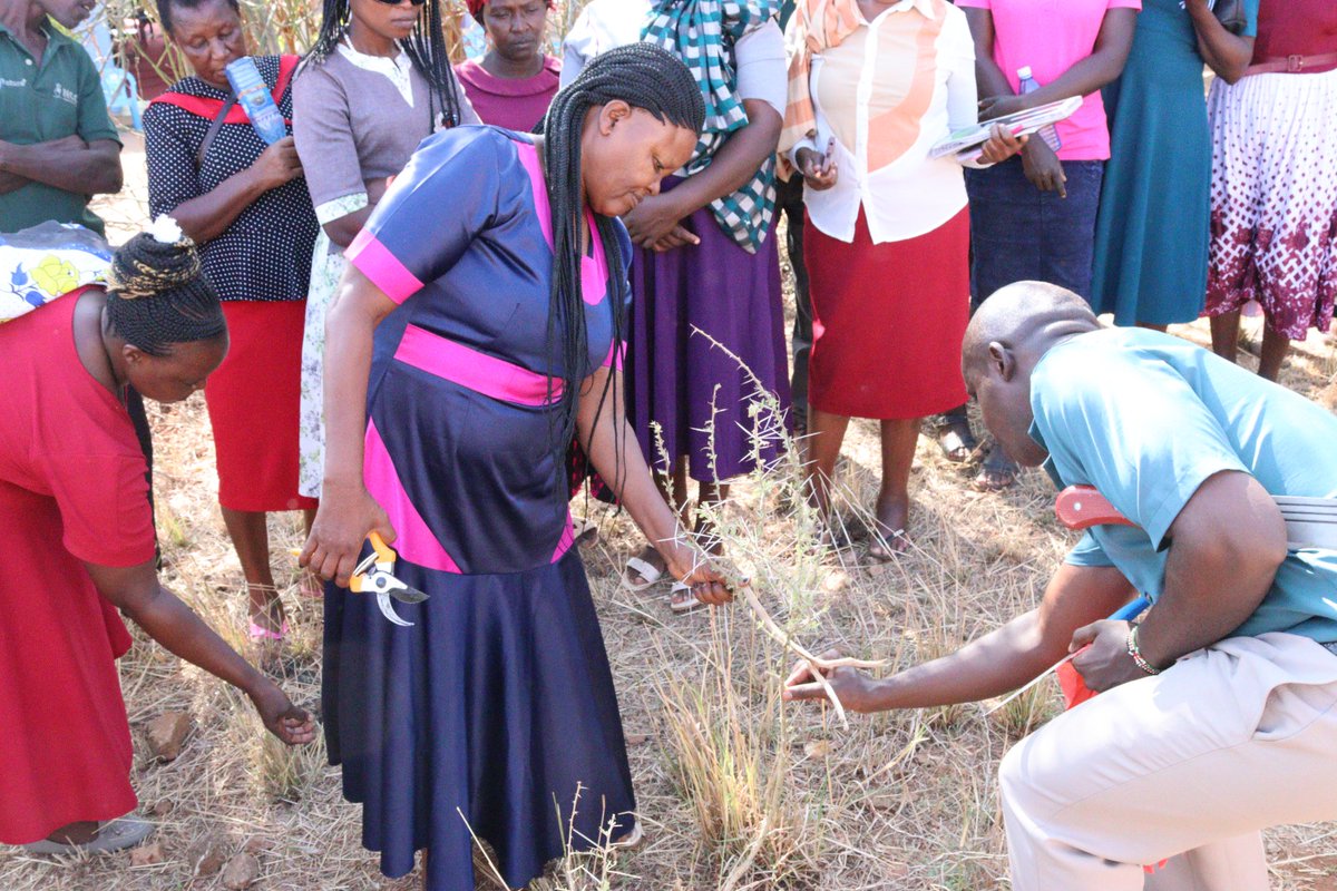 NCCK Nature Positive Food Systems tweet media