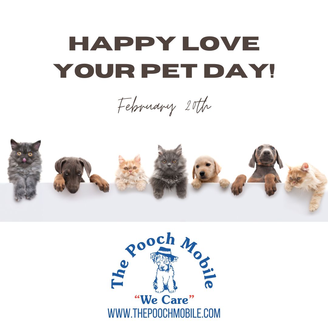 PoochMobile's tweet photo. 🐾❤️ Happy Love Your Pet Day! ❤️🐾 Today is the perfect day to shower your furry friends with extra love and appreciation! Whether it’s a cozy cuddle, a fun walk in the park, or their favorite treat, let’s make sure our pets know just how much they mean to us. Share a photo of... https://t.co/7kgSW6Em6A