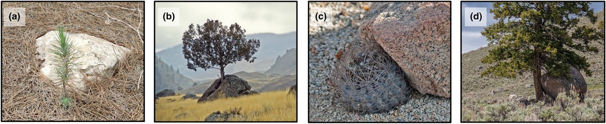 NewPhyt's tweet image. A systematic #review of nurse objects as safe sites for #seedling establishment and implications for restoration

A #ResearchReview by Hagai Shemesh
👇

📖 nph.onlinelibrary.wiley.com/doi/10.1111/np…

#LatestIssue @wileyplantsci