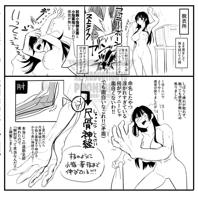 今日実際に起きた解剖学的事象(悲劇)
ファニーボーンって命名したニキ、ハッピーすぎるだろ… 