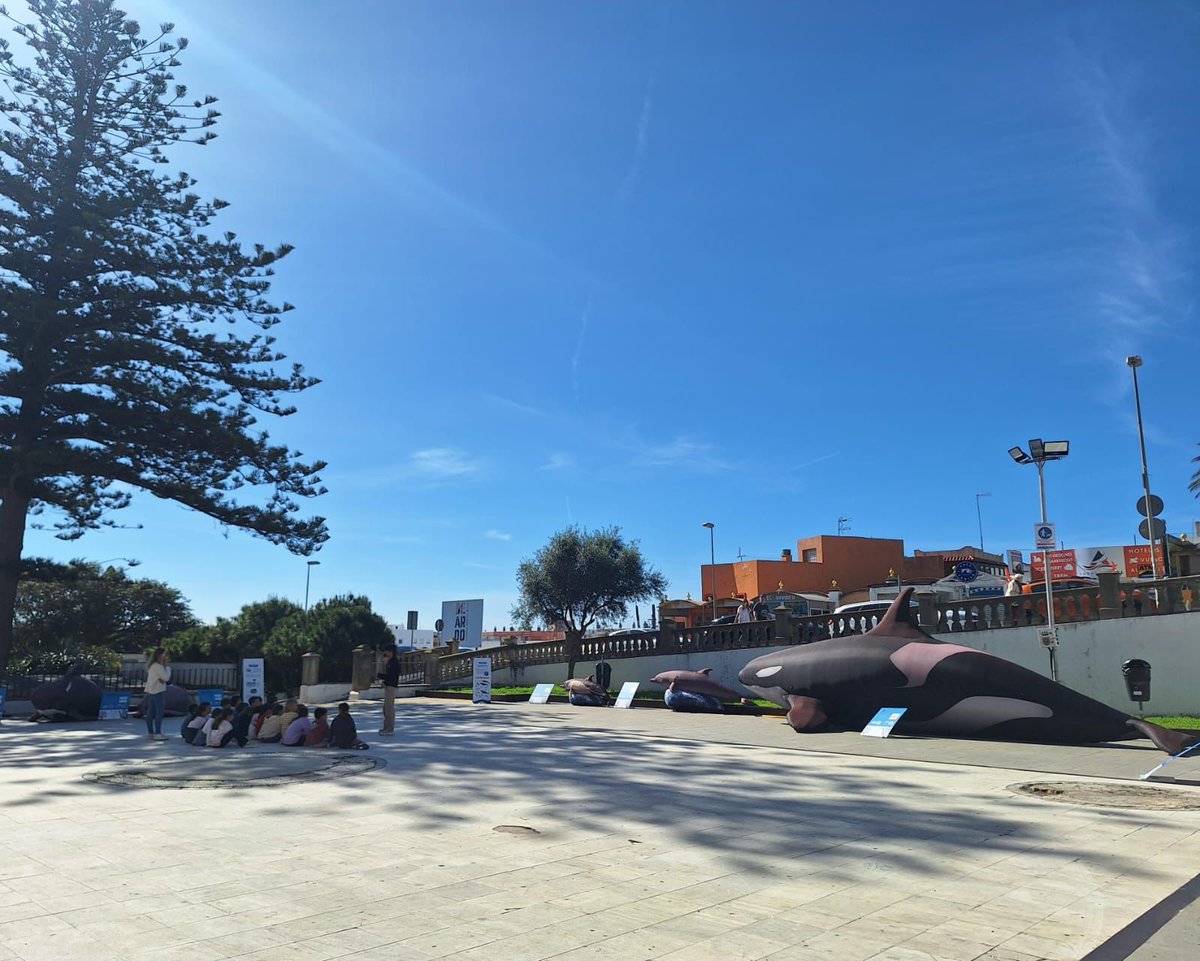 📍🌊 ¡La Exposición Itinerante de Cetáceos llega a Cádiz!

Durante la semana del Primer Simposio Internacional de Orcas, estamos presentes con nuestra espectacular exhibición de cetáceos a tamaño real. Una muestra impresionante que destaca la importancia de la conservación de los