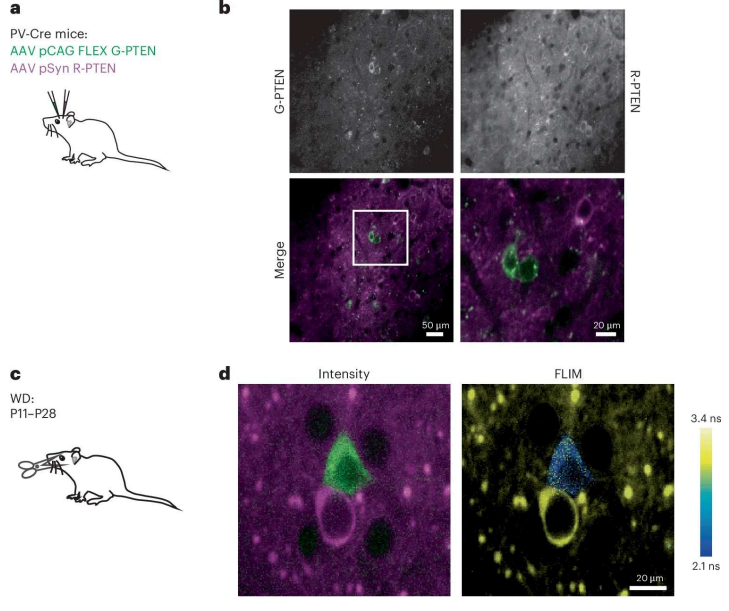 Out today from the Laviv lab! A first-in-class fluorescence lifetime-based FRET sensor for PTEN enables the dynamic monitoring of PTEN activity in cultured cells and in vivo with high spatiotemporal resolution. <a href="/LavivTal/">Tal Laviv</a>  nature.com/articles/s4159…
