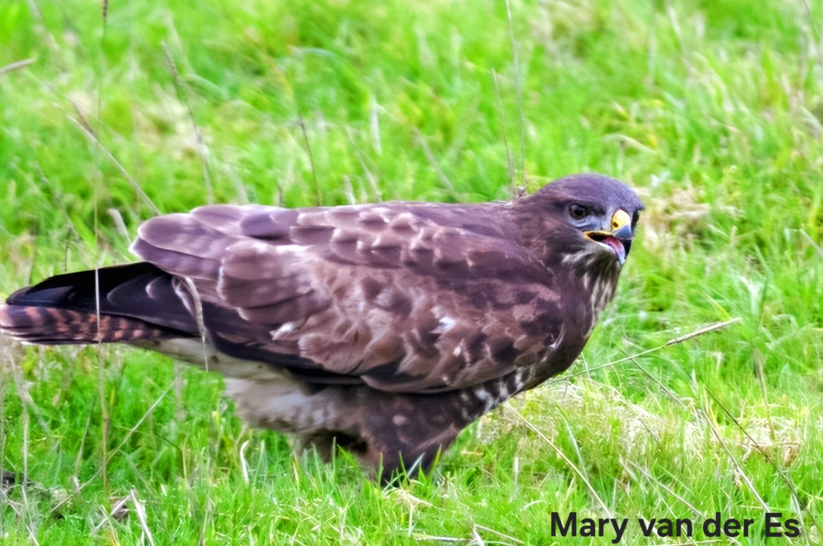maryvanderes's tweet photo. #Dag20 van #februarivogelmaand .
De #Buizerd #Buteo_buteo #Common_Buzzard .
Is het al etenstijd....?
#birds #nature
@wilma_meijerink https://t.co/OekXFjImcq