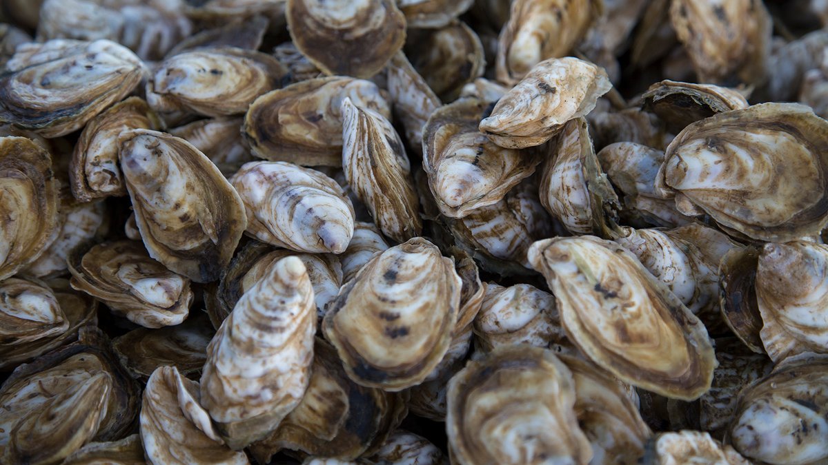 Take some time out to celebrate our hardest-working bivalve! 🦪 Oysters are not just good to eat; they filter the water they inhabit, provide habitat for other animals and are essential to the culture, history, ecology + economies of coastal communities.