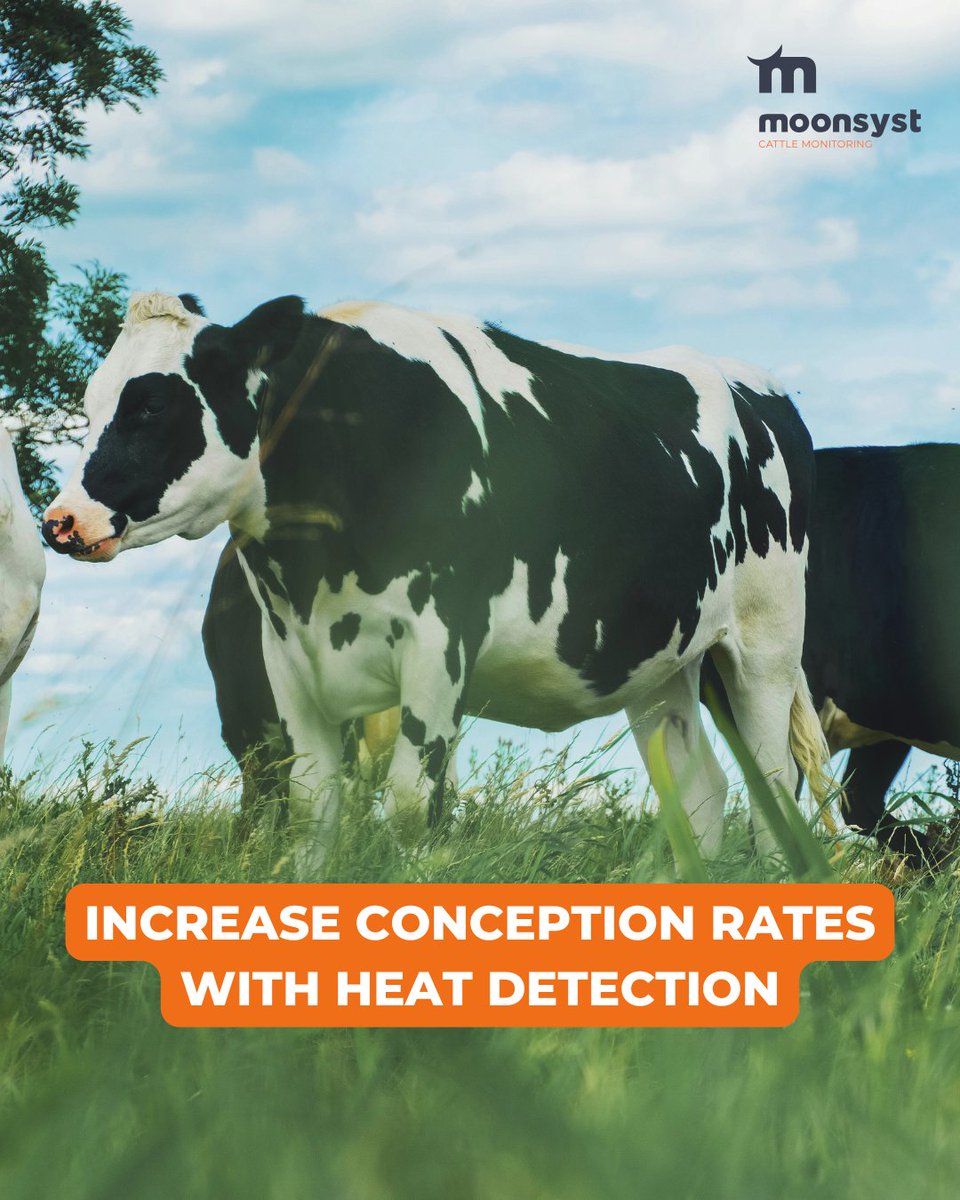 Good heat detection is vital on all farms, not only in identifying oestrus events in cows but also in offering huge reductions in both time and labour for the farmer 🐄