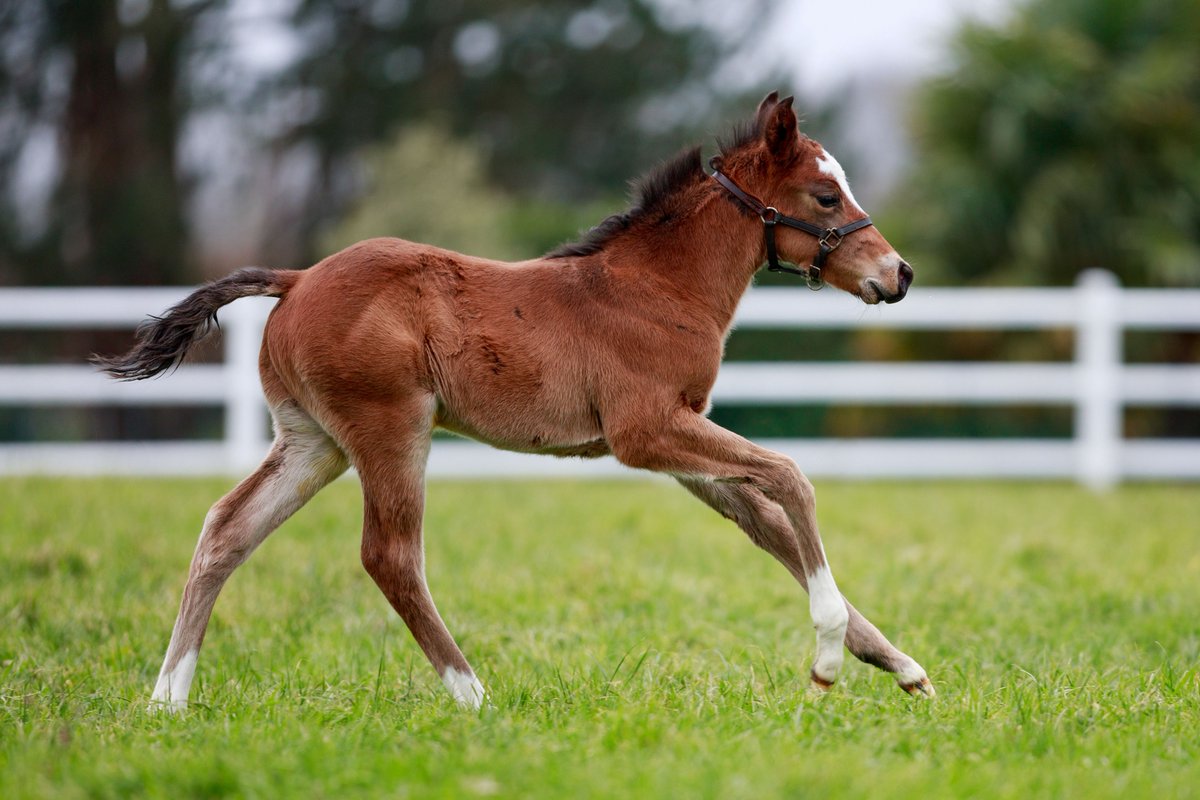 “He has an expressive head with great strength and a compact frame, and he is a very good mover."

First foals for Aga Khan Studs duo Vadeni and Erevann 👉  bit.ly/4bbPD5e