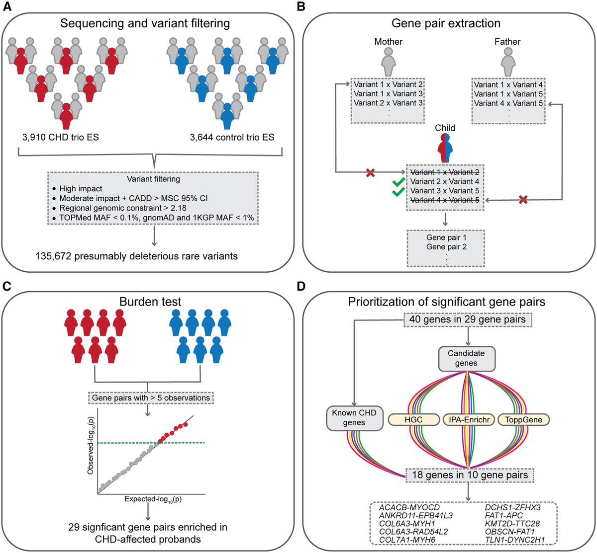 Yuval Itan (@itanlab) on Twitter photo Our new publication on the digenic architecture (two causative genes in a single patient) of congenital heart disease is now online: sciencedirect.com/science/articl…
Congrats to <a href="/indocyaninegrn/">Meltem Ece Kars</a> who led this work, and thanks to Bruce Gelb & the PCGC consortium for the collaboration. Our new publication on the digenic architecture (two causative genes in a single patient) of congenital heart disease is now online: sciencedirect.com/science/articl…
Congrats to <a href="/indocyaninegrn/">Meltem Ece Kars</a> who led this work, and thanks to Bruce Gelb & the PCGC consortium for the collaboration.