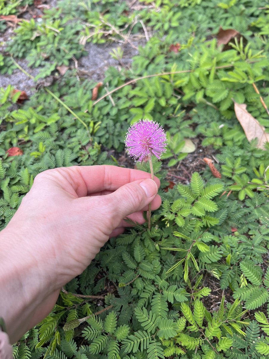 Sensitive plant (Mimosa strigillosa) flowering! #weedsofFL 😎