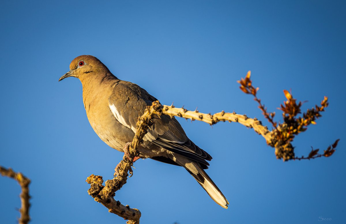 A white-winged dove (Zenaida asiatica) on an ocotillo branch this morning near the Reserve (Photo: Sicco Rood).