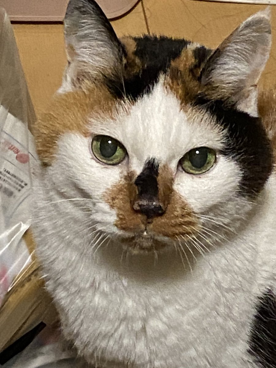 日付変わったから明日は猫の日🐱
去年はみーが側にいてて、でも来年の猫の日は一緒にいられなさそう…って思ってた
予想通り今年の猫の日にみーはいない
毎日毎日みーに話しかけて寝る時は一緒に寝ようねって声かけてるけどみーの温もりはない
みーに会いたいみーのゴロゴロ聞きながら寝たいよ