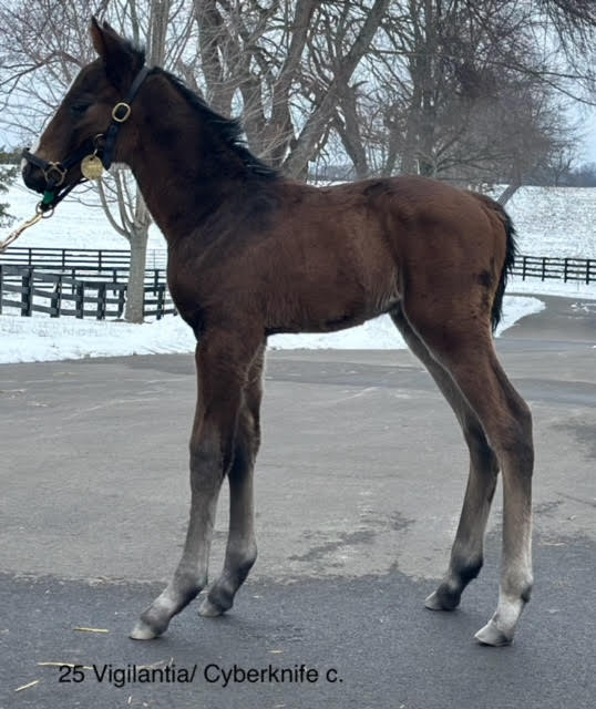 Two days ago we welcomed this Cyberknife colt from our mare Vigilantia (Into Mischief) <a href="/BrookdaleFarmKY/">Brookdale Farm</a>. A match with an A+++ eNicks rating. 

Vigilantia's foal by Yaupon recently had her first birthday. It's been an all <a href="/spendthriftfarm/">Spendthrift Farm</a> sire/broodmare sire combination so far.