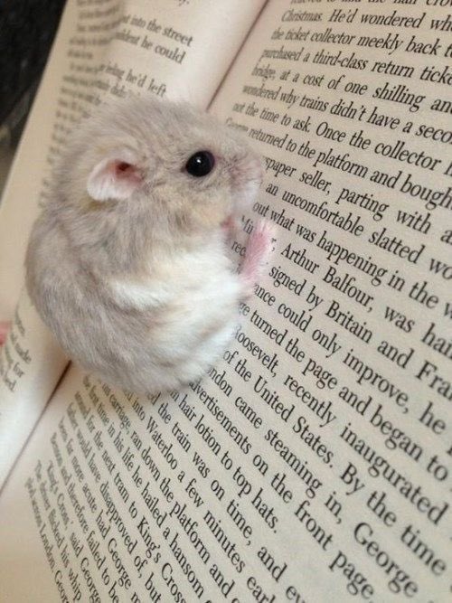 RedRodentAlt's tweet image. 