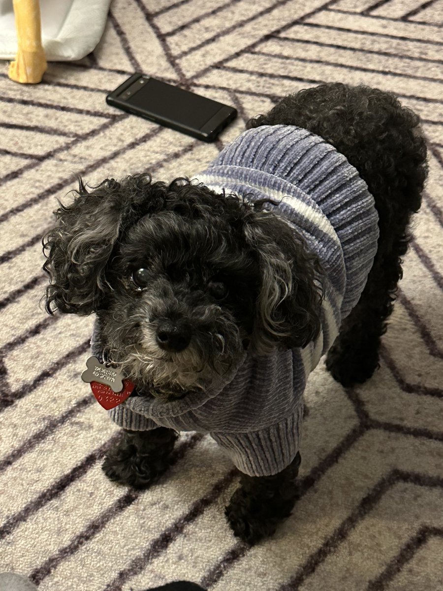 Rest in peace Missy. We didn’t have you for long but I’m so glad we had you for the little time we did. Go get a big bowl of chicken my sweet old lady 💜