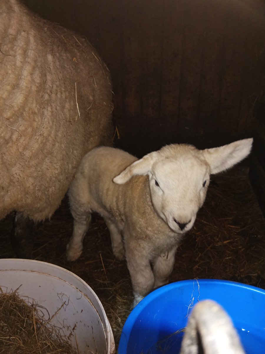 It's that time of year again! <a href="/LauraParryJone2/">Laura Parry-Jones</a> being kept busy at Atchams and at home!
#lambing #Farming #livestock #worklife #thursdayvibes