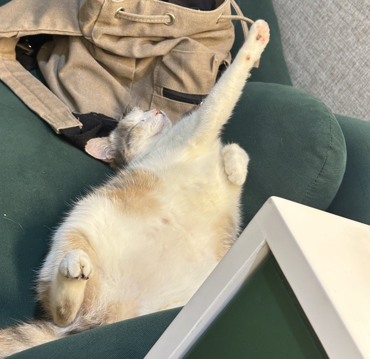 tzhnjee's tweet photo. serba serbi posdur ocha😭😭 https://t.co/q4B2kppVCw