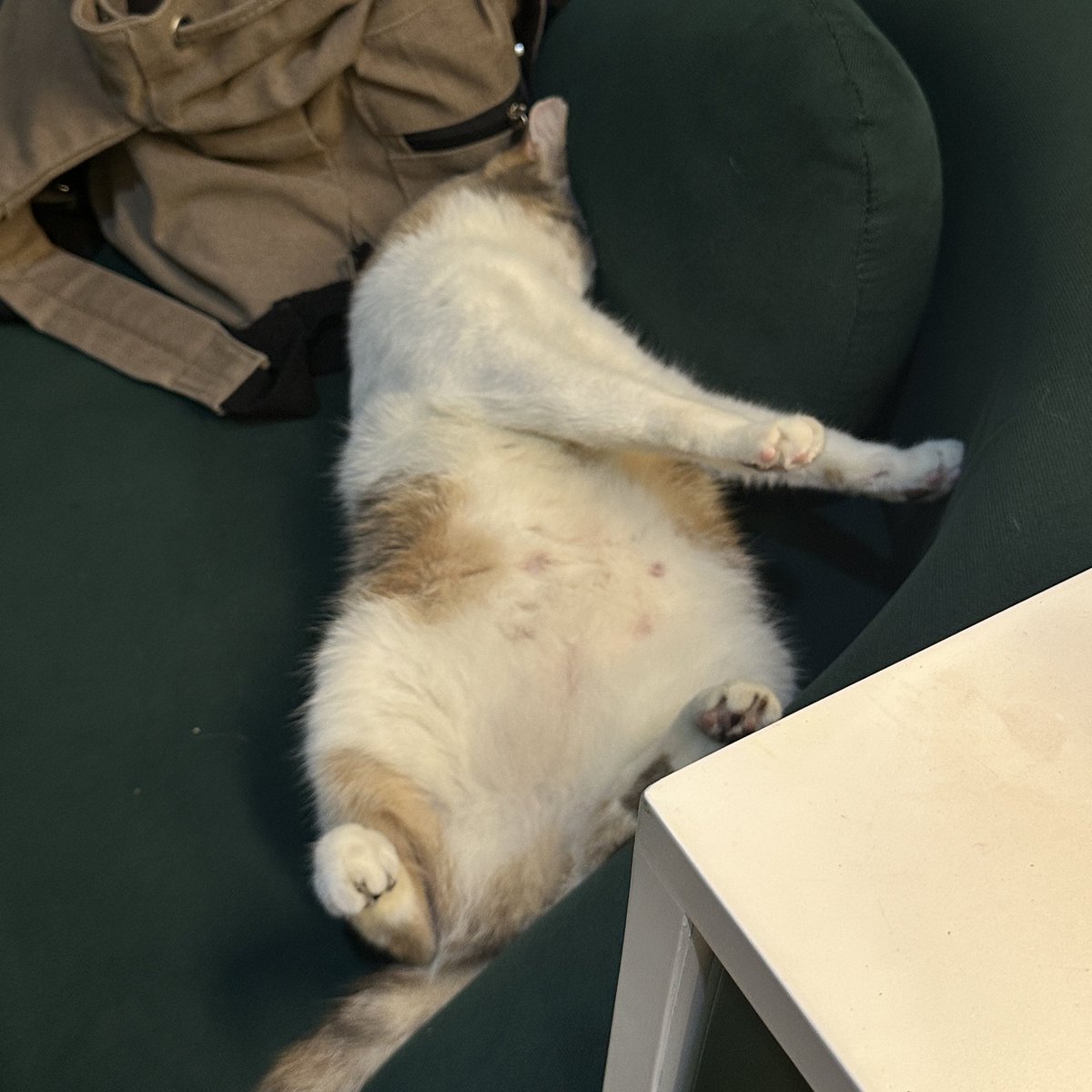 tzhnjee's tweet photo. serba serbi posdur ocha😭😭 https://t.co/q4B2kppVCw