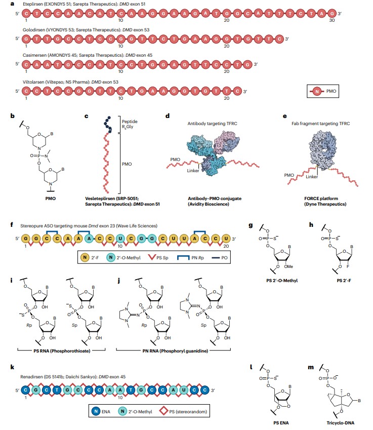 For readers interested in therapeutic strategies for Duchenne muscular dystrophy, here's a review
nature.com/articles/s4157…
rdcu.be/eaGft