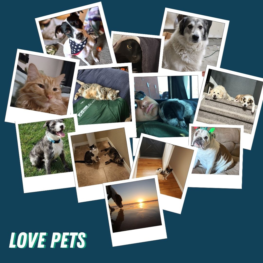 ArborScape's tweet image. Here at ArborScape, we celebrate #nationalloveyourpetday every day! Meet some of our furry arborists!🐱🐕

#lovepets #mustlovedogs #mustlovecats #animalsofarborscape