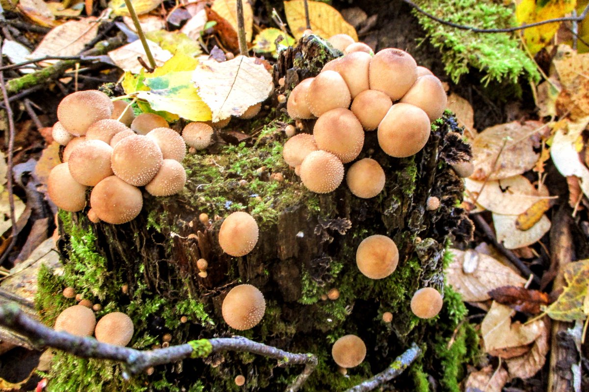 Firstonx's tweet photo. #puffballs #fungi #mushrooms #photography https://t.co/Own0jfNtwe