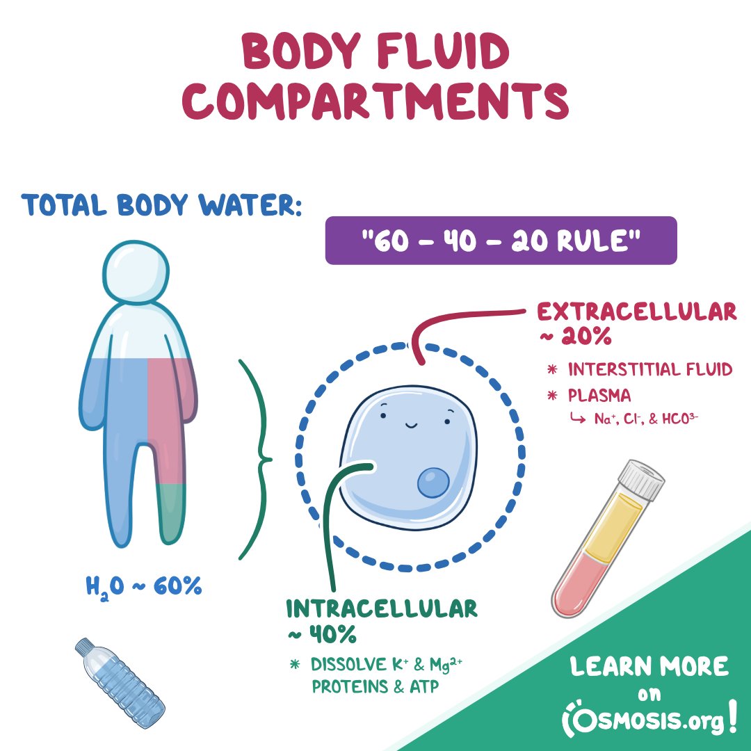how does water content in body tissues effect bac Fluid Compartments within the Human Infographics for Water Content in